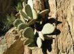 cactus Slate Range
